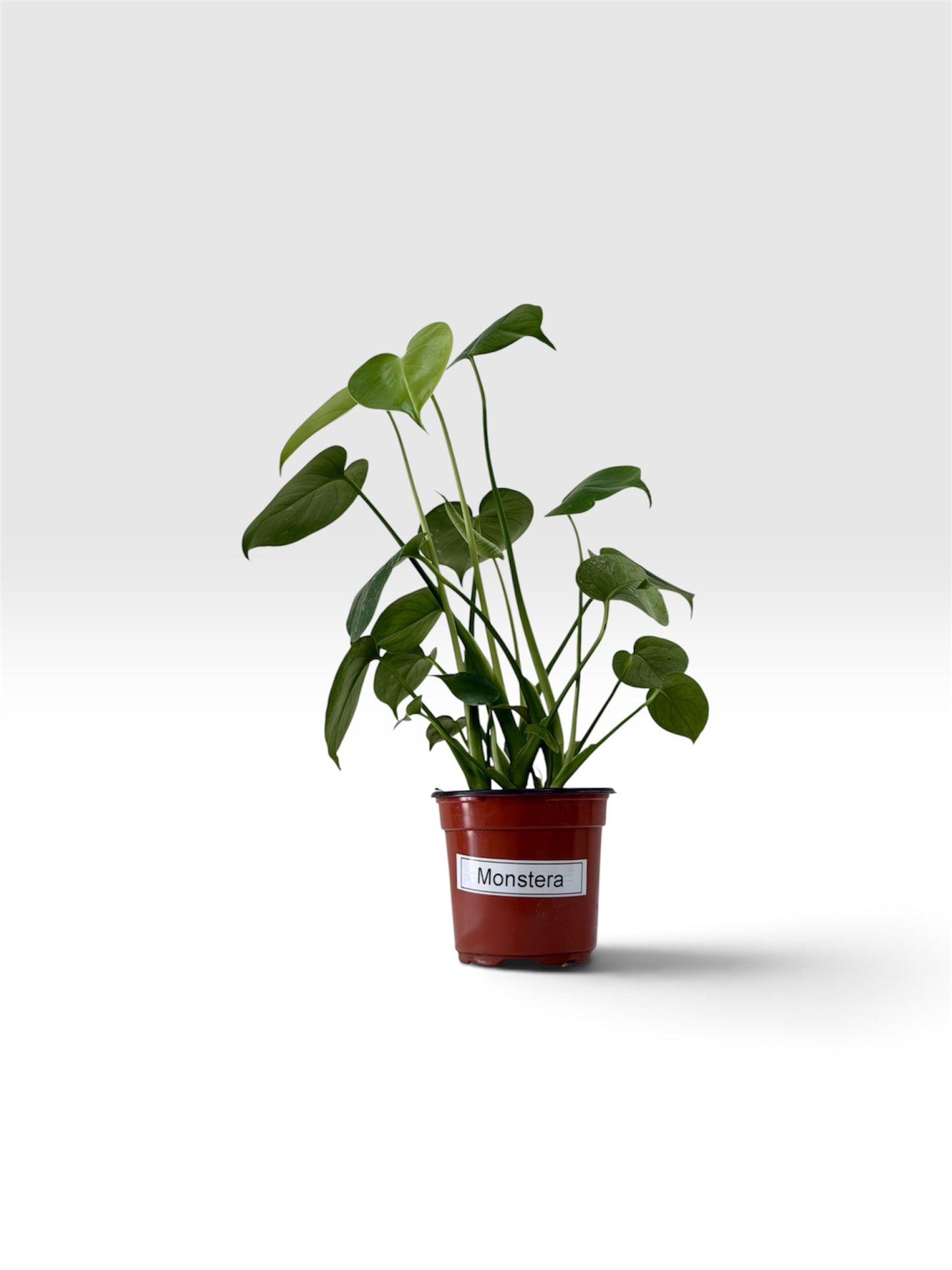 Monstera