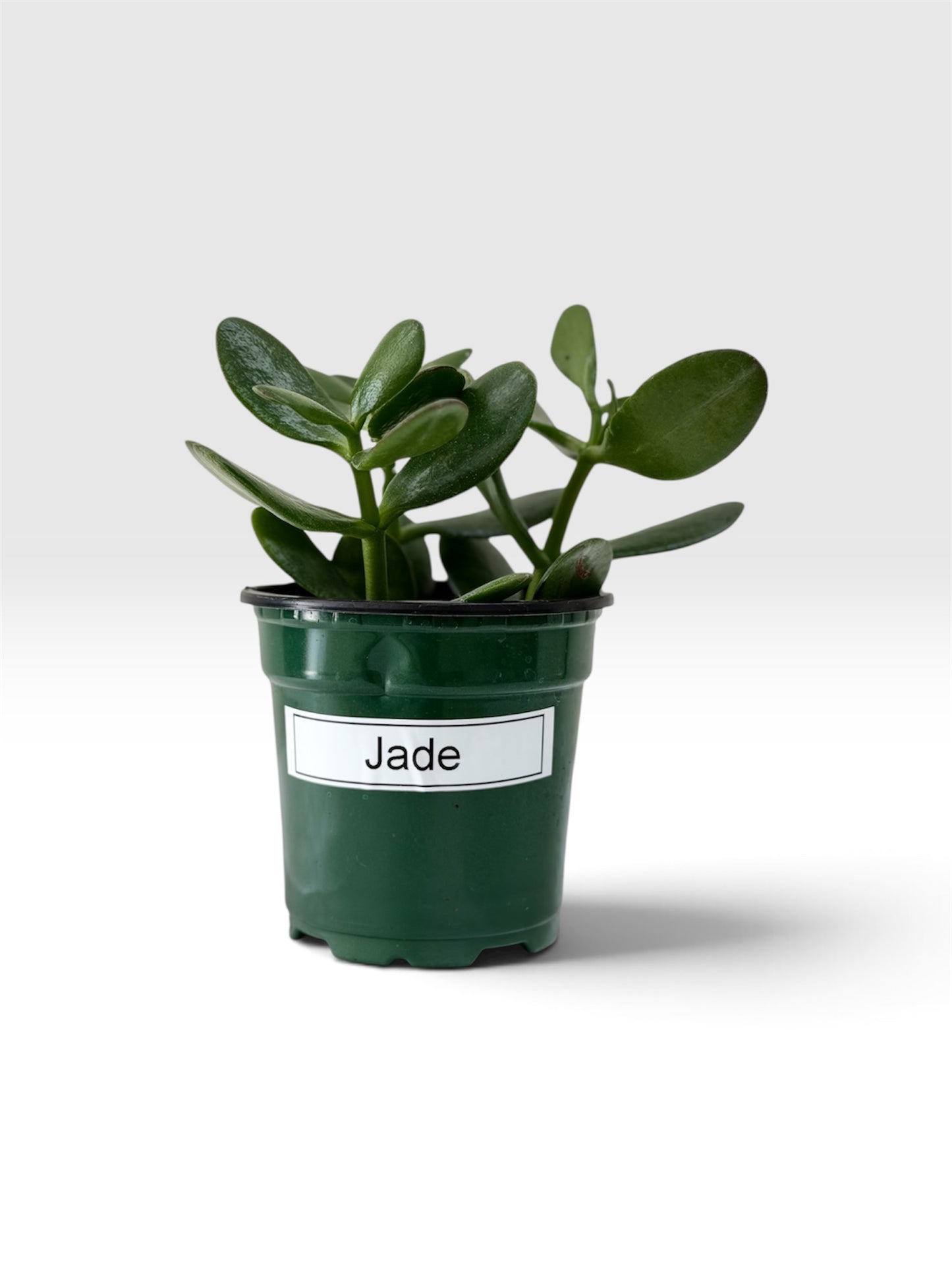 Jade Plant