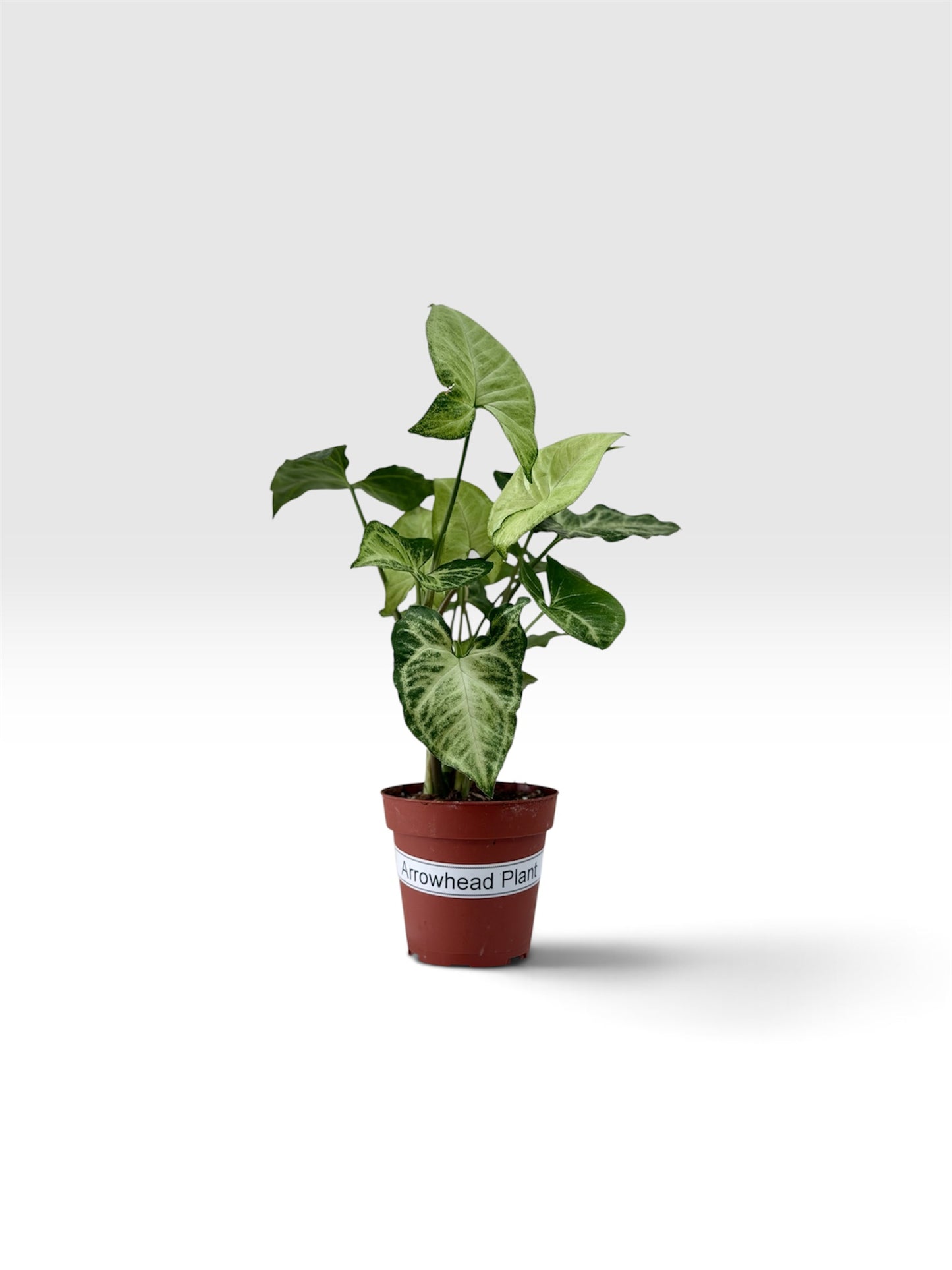 Arrowhead Plant