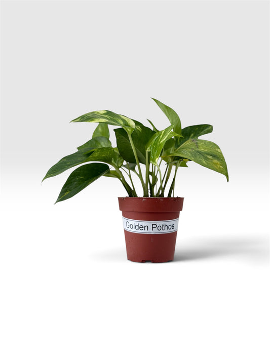 Pothos