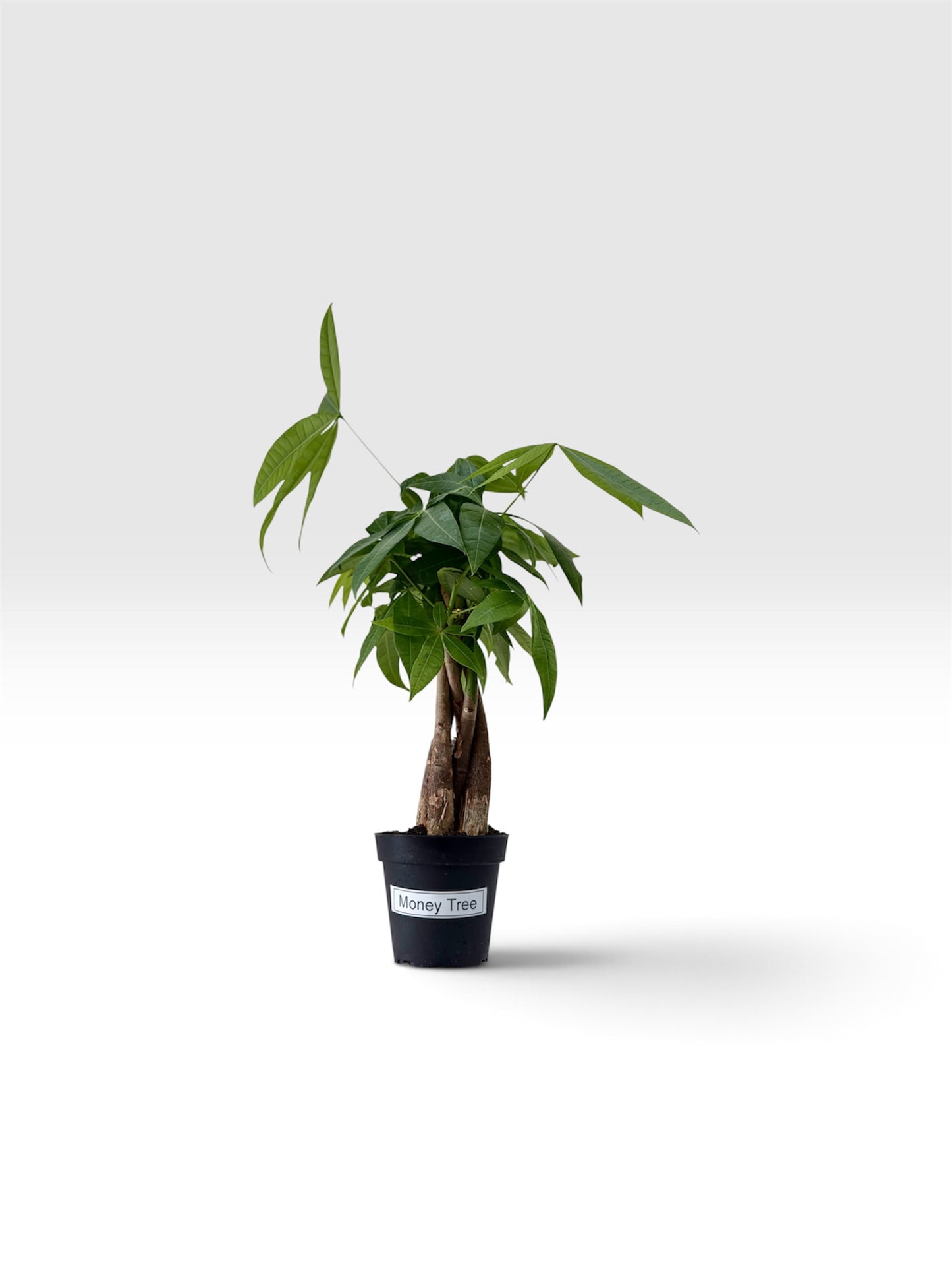 Money Tree
