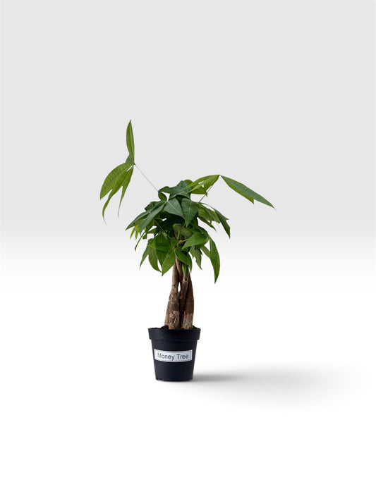 Money Tree