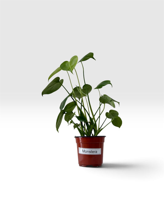 Monstera